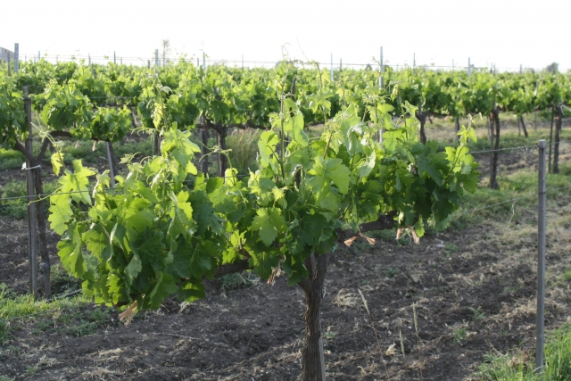  Verdi germogli 